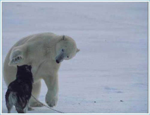 Polar Bear and Husky 2