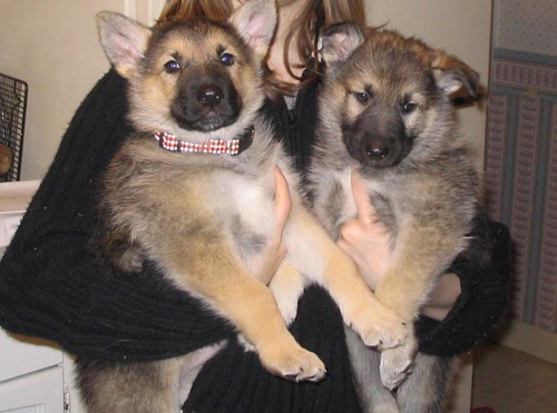 Wolf Puppies For Sale. German Shepherd /wolf puppies