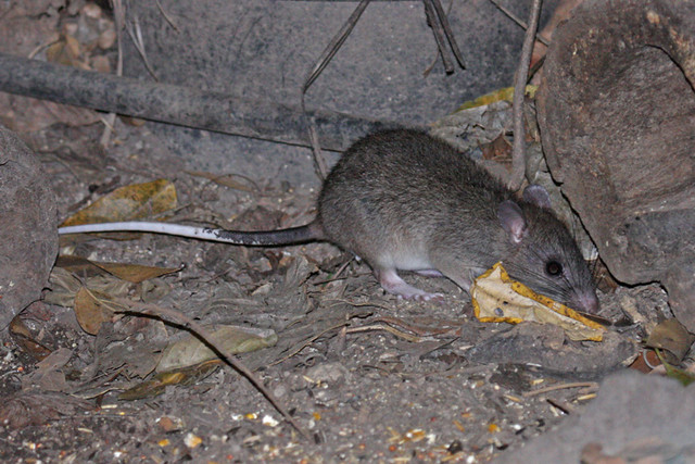 IMG_6236 Giant White-tailed Rat (Uromys caudimaculatus)