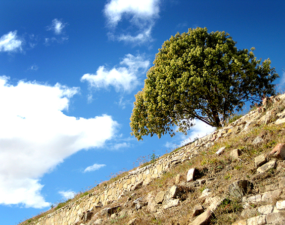 Tree in Monte Alban Ruins