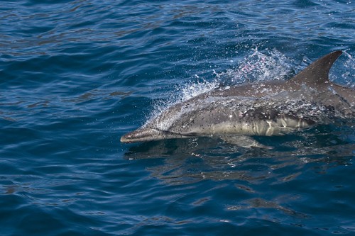 Дельфины в парке Фрейсин