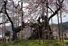 樹齢2000年 神代桜