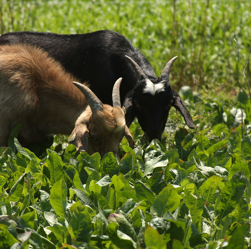 Goats eating chicory