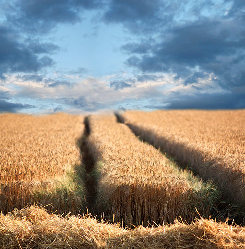 corn field, wheat field