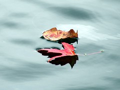 Leaves on river