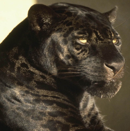 Black Jaguar's are the most badass cat And possibly the coolest looking 