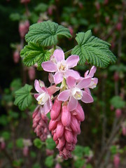 Red-flowering currant