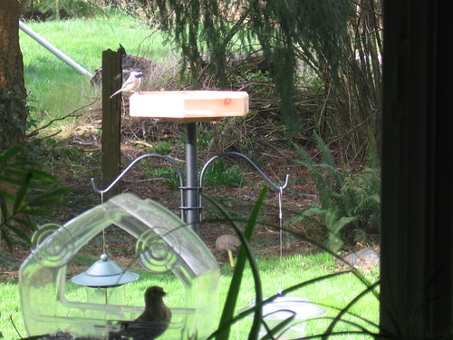 Chickadee on feeder tray