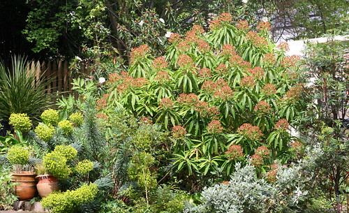 Euphorbia mellifera (Honey Spurge) - photo courtesy Flickr user pomphorhynchus