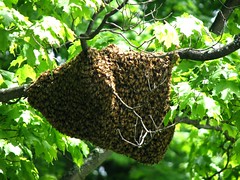 honeybee • swarm