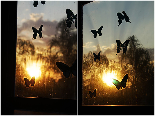 project 52-20-sunrise butterflies diptych