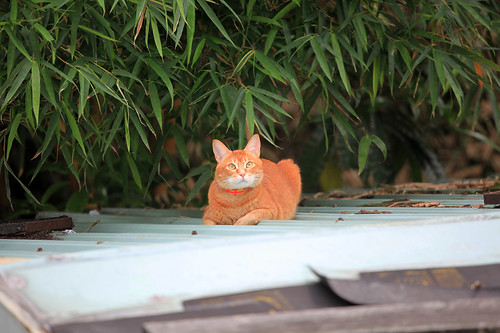 cat on the roof 5