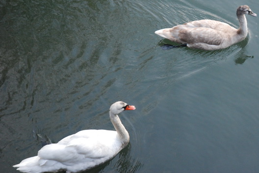 Gowanus Swans