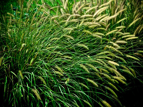 Archives Fuji602z_In the Weeds