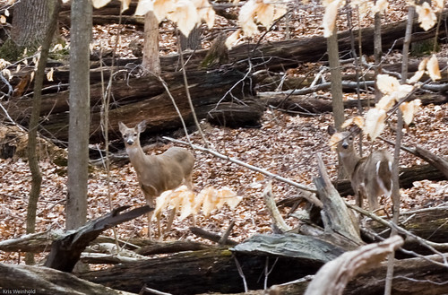 Deer in Patapsco Valley State Park
