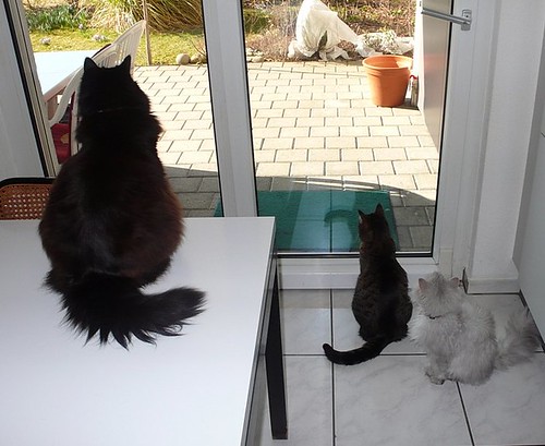 3 Cats waiting to go out