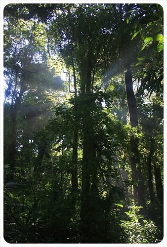 monteverde cloud forest costa rica