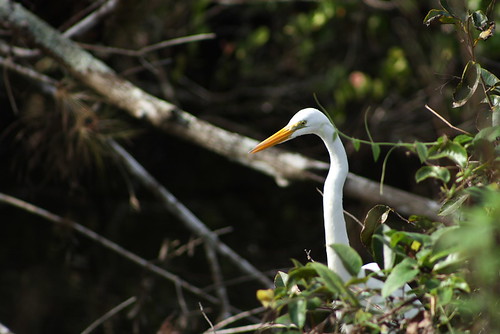 heron sweetwater strand