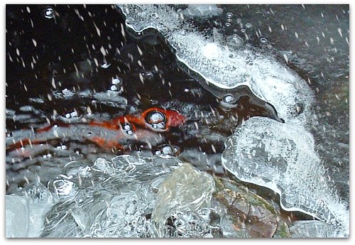 winter pond - sleepy goldfish