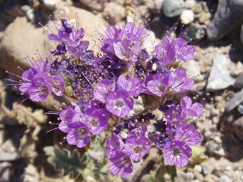 Death Valley Flowers 07