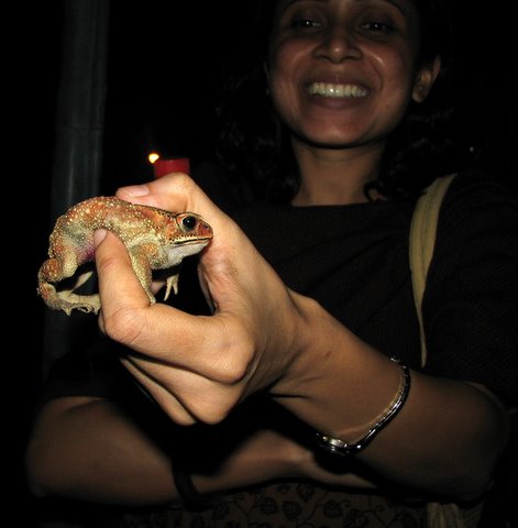 toad in pallavi's hand banashankari suchitra film society 220308
