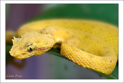 Yellow Eyelash Viper Southern Pacific Rattlesnake Crotalus helleri