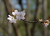 楚々と咲く 山桜