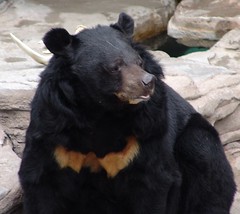 Asiatic Black Bear {Ursus thibetanus}