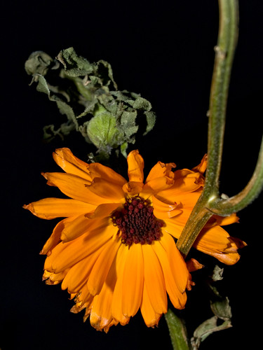 Picture of withered orange calendula flowers (pot marigold)