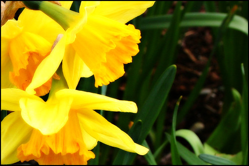daffodils poem. Daffodils symbolize rebirth