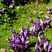 Parc de Maulévrier - Fleurs violettes et helxine