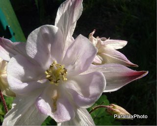photograph pink columbine flower