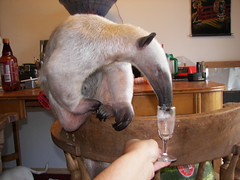 Anteater sipping champaign