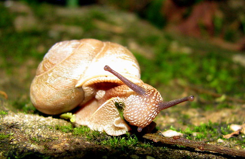Hungry snail