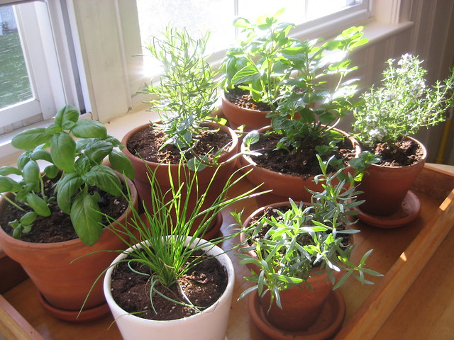my little herb garden