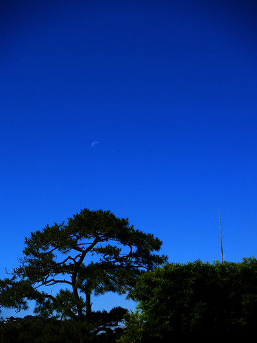PC012653 copy baguio city benguet philippines travel photography asia moon sunset blue bonsai tree minimalist minimalism