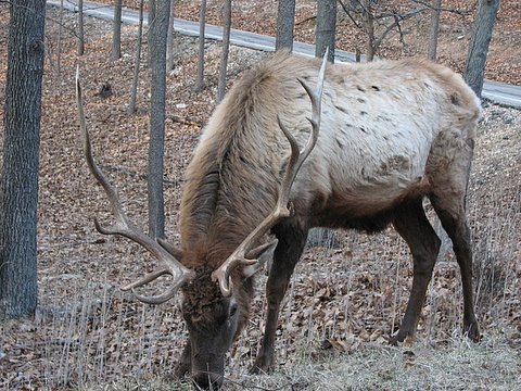 the magnificience of the antlers...elk stag
