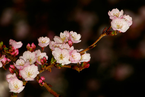 Twilight Cherry Blossom