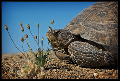 Desert Tortoise by dotdoubledot on Flickr