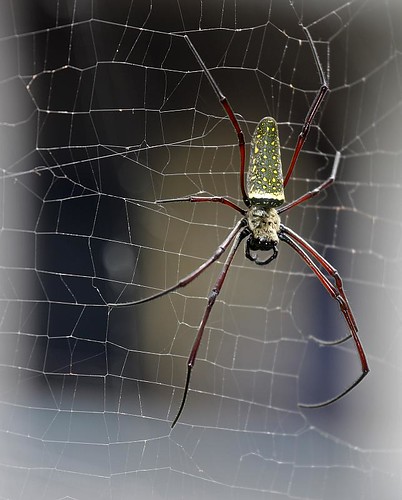 _MG_5167 - Biggie Spider