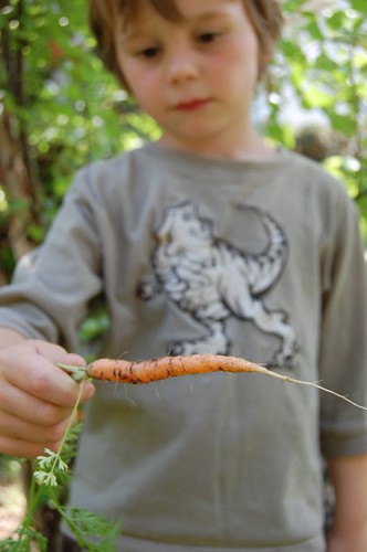 Our first carrot!