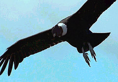 09 Condor migrates