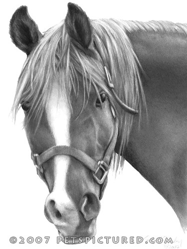 horses and ponies drawings. Mama Rosa, Arabian Horse
