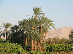 Egypt Xmas 2007 163