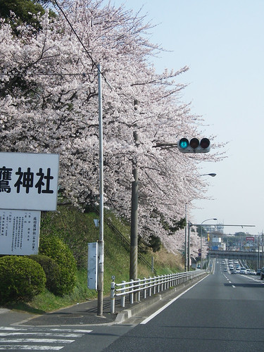 蘇羽鷹神社の桜.jpg