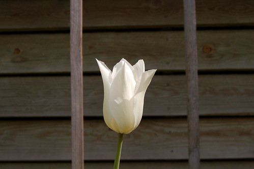 White tulip crown