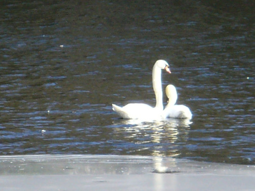 Swan couple arrive in late winter