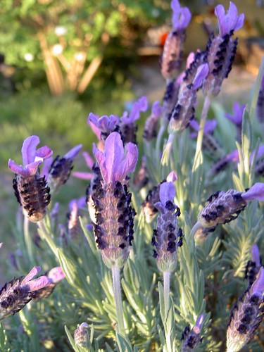 Lavender in the late afternoon