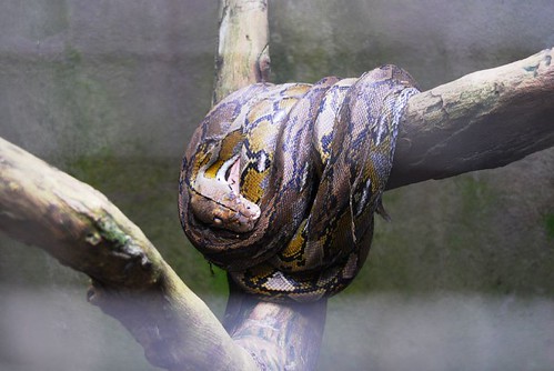 bohol python