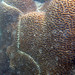 Goniastrea coral